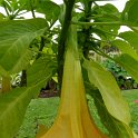 Brugmansia x 'jaune'